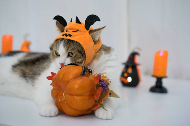 istock cat with halloween costume concept during play toy 1665703685