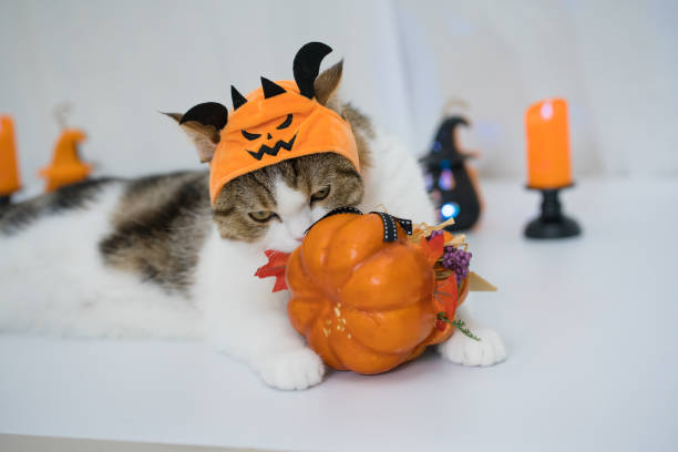 istock cat with halloween costume concept during play toy 1665703700
