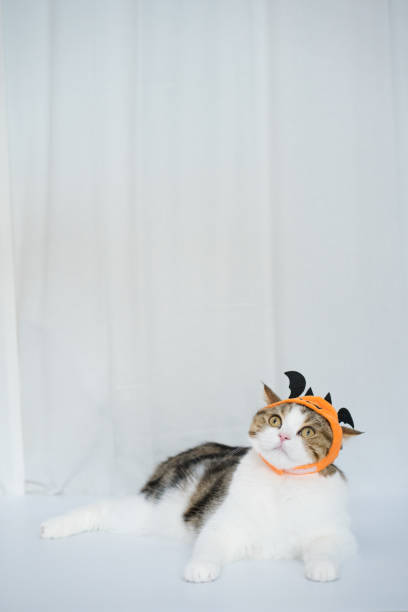 istock cat with halloween costume concept during play toy 1665703715