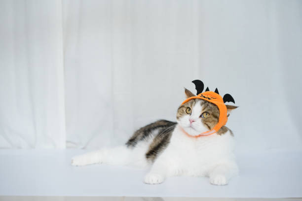 istock cat with halloween costume concept during play toy 1665703720