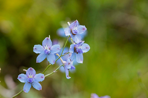 Siberian larkspur (Delphinium grandiflorum) is also known as Chinese Delphinium. The plant is native to the nations of China and Russia. This plant is poisonous, like other larkspurs. When in the sunlight, the siberian larkspur's flowers can appear fluorescent because the blue pigment in the blooms is so intense.