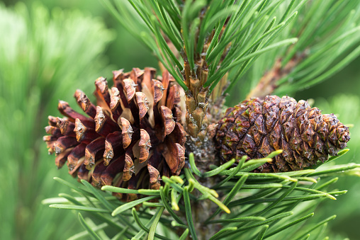 Pinus mugo, brown mountain pine cones closeup selective focus