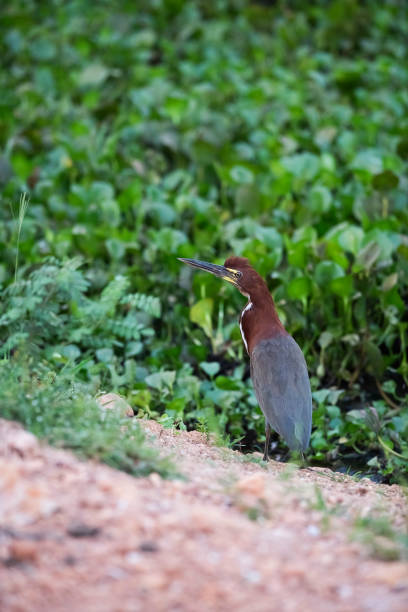 istock Rufescent tiger heron in  forest environment,Pantanal Forest, Mato Grosso, Brazil. 1665707773