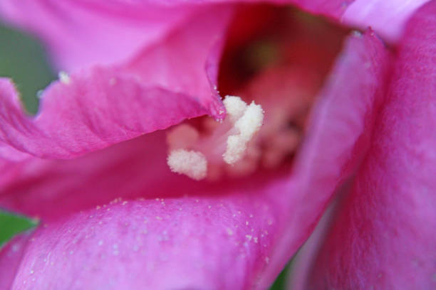 シャロンの明るいピンクのバラ – ハイビスカス – クローズアップ - stem pollen hibiscus beauty in nature ストックフォトと画像