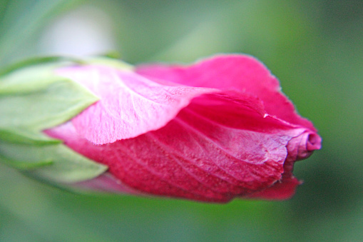 Bright pink Rose of Sharon - Hibiscus - closeup
