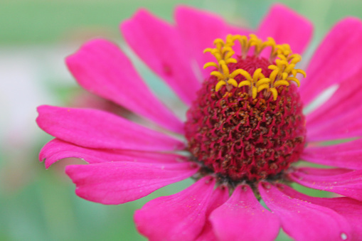Beautiful Pink Zinnias with yellow centers  in a flowerbed - nice green background