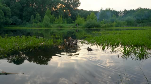 Wild ducks swim on the lake.