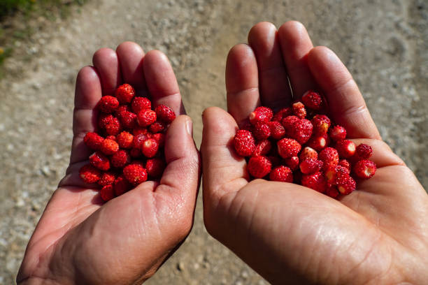istock Hand full of wild strawberries 1665717146