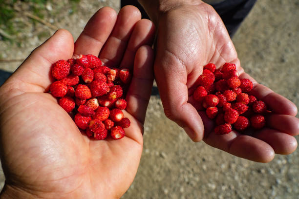 istock Hand full of wild strawberries 1665717147