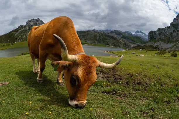 Dairy cheese cow grazing on grass in the meadows of the mnountains of the Picos de Europa