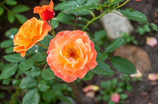 istock Pink and yellow blooming rose bud on a sunny day. 1665720012