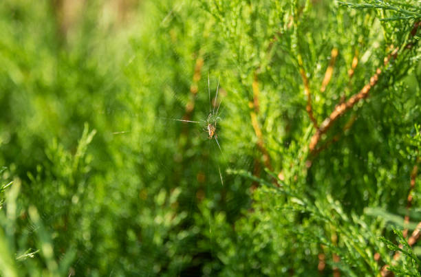 Cobweb with a spider on a background of green arborvitae. Selective focus.