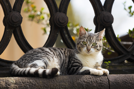 Striped gray cat lies on the stone parapet. Curious cat looking at the camera
