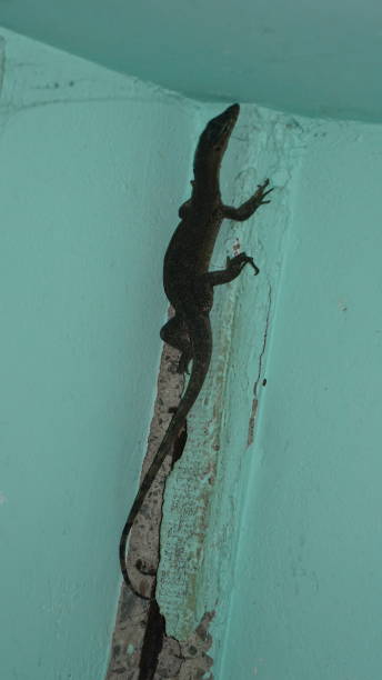 Small Monitor Lizard Climbing a Wall stock photo
