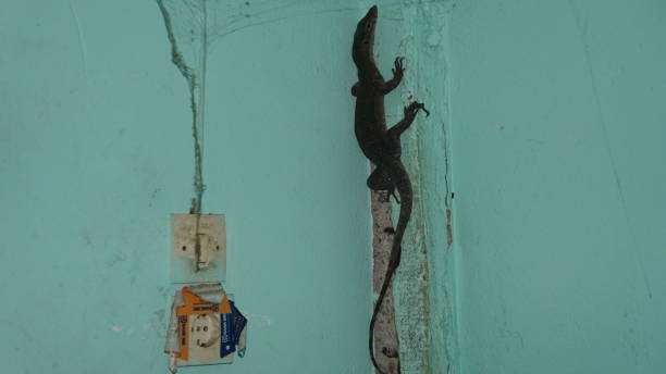 Small Monitor Lizard Climbing a Wall stock photo