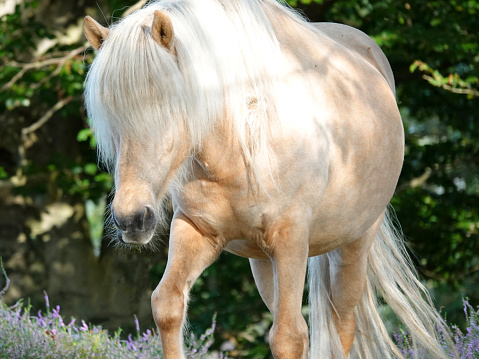 A Palomino Icelandic horse roams free in the Posbank, a national reserve in the Netherlands