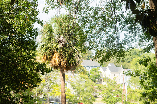 A palm tree stands tall among other trees in Macon, Georgia.