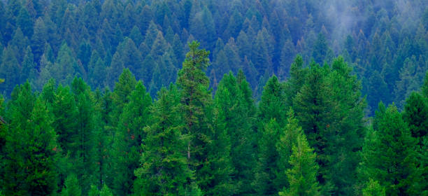 istock Misty Pine Forest in the Rain Green Lush Growth in Wilderness 1665744044
