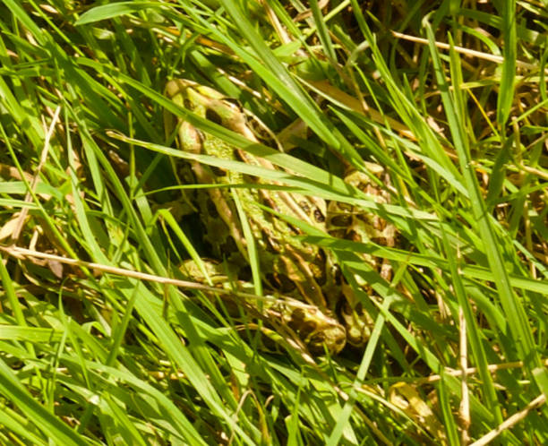 istock A northern leopard frog hiding in the grasses. 1665744766