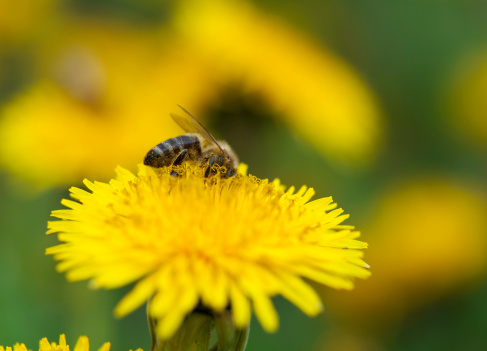 Bee collecting nectar from a dandelion
