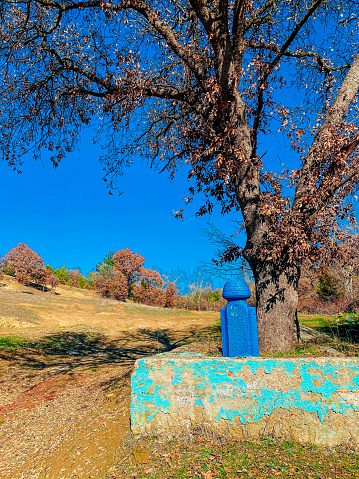 An old grave of an unknown person with trees growing on it, Usak