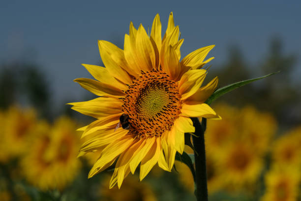 Sunflower with a bumble bee stock photo