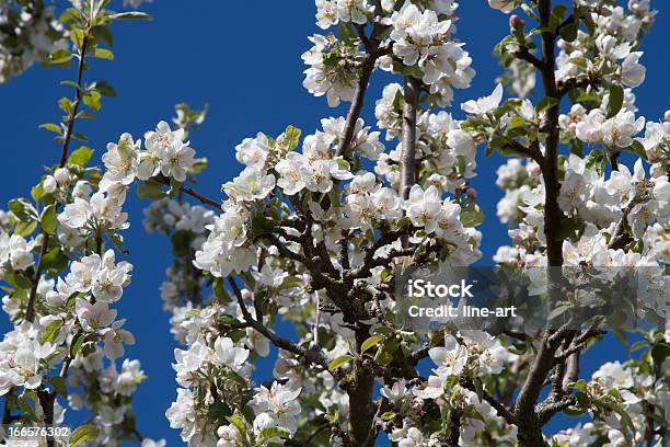 Apple Tree In Blossom Stock Photo - Download Image Now - Apple Tree, Blossom, Blue