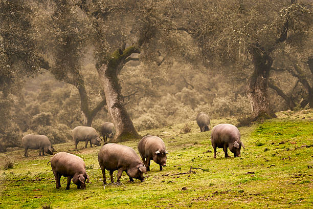 pata-negra-schwein in der wiese - iberian peninsula stock-fotos und bilder