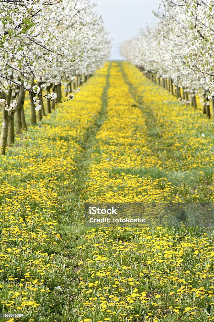 Blossoming Pomar de macieiras - Royalty-free Abril Foto de stock