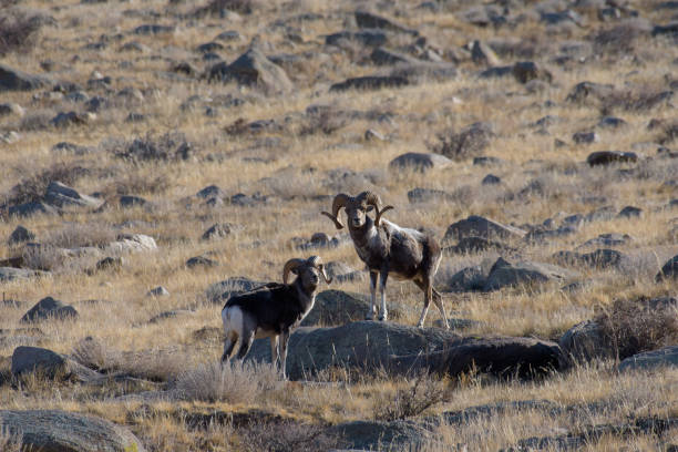 two large wild sheeps The name 'argali' is the Mongolian word for wild sheep. It is the largest species of wild sheep. altai argali stock pictures, royalty-free photos & images