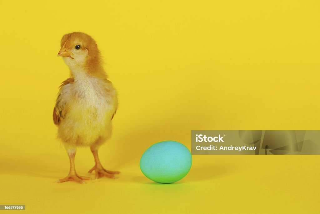 Frango com ovos recém-nascidos e Amarela - Foto de stock de Fundo amarelo royalty-free