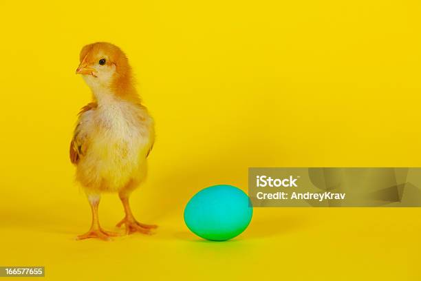 Foto de Frango Com Ovos Recémnascidos E Amarela e mais fotos de stock de Fundo amarelo - Fundo amarelo, Pássaro, Amarelo