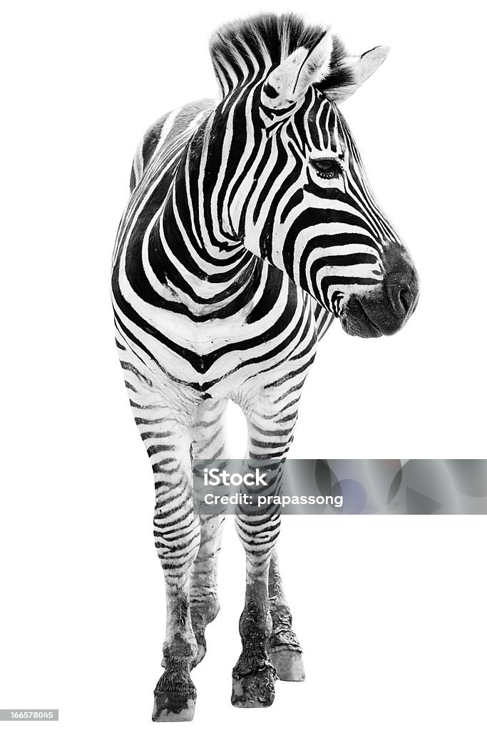 Männliche zebra Isoliert - Lizenzfrei Zebra Stock-Foto