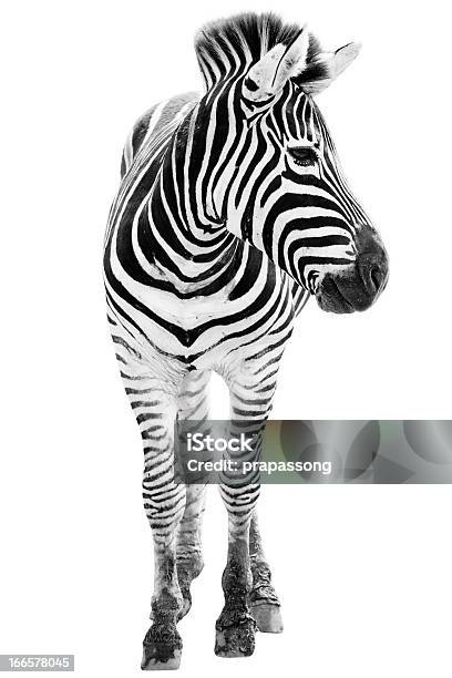 Männliche Zebra Isoliert Stockfoto und mehr Bilder von Zebra - Zebra, Weißer Hintergrund, Freisteller – Neutraler Hintergrund