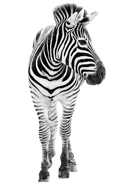 istock Front view of a male zebra with its head turned 166578045