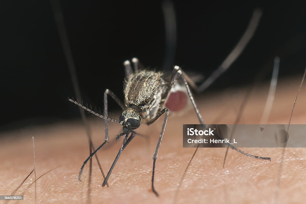 Zanzare Succhiare il sangue, extreme close-up con grande ingrandimento - Foto stock royalty-free di Animale