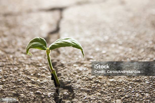 Weed Rośnie Przez Pęknięcia W Chodnik - zdjęcia stockowe i więcej obrazów Asfalt - Asfalt, Rozsada, Betonowy