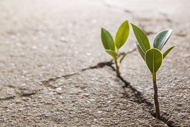 weed growing through crack in pavement stock photo