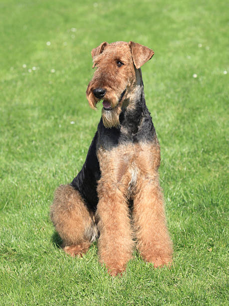 istock Dog in the garden 166578560