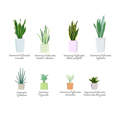 Collection of snake plants color illustrations vector. 8 types of Mother-in-Laws Tongue plants. Indoor plants.