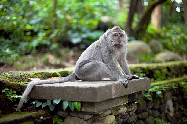 Pensando macaco - foto de acervo