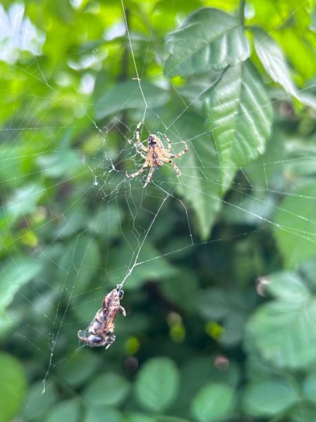 istock there is a large spider that is in the web between it and a smaller spider 1665792501
