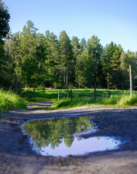 View of a puddle on a dirt road