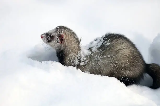 Photo of ferret