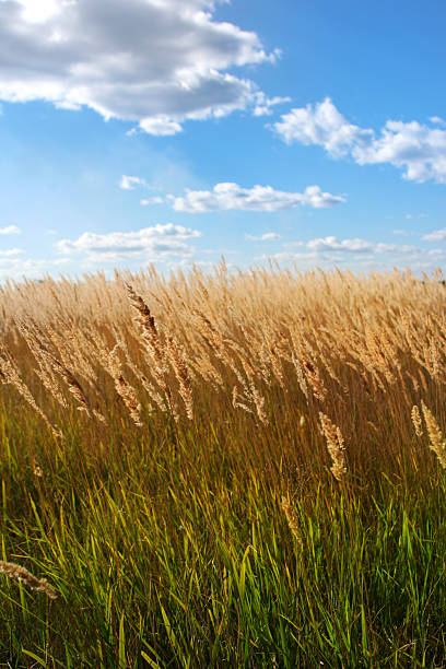 field stock photo