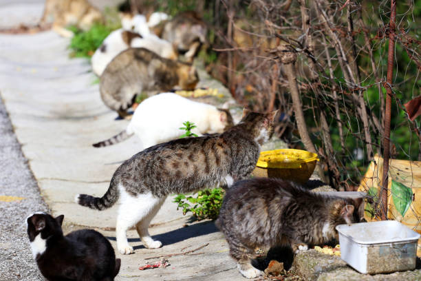 istock feline colony at lunchtime in line 1665811399