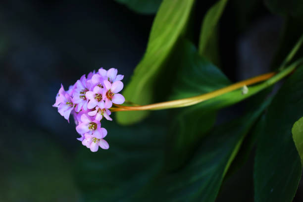 istock orchid flower on black background 1665813079