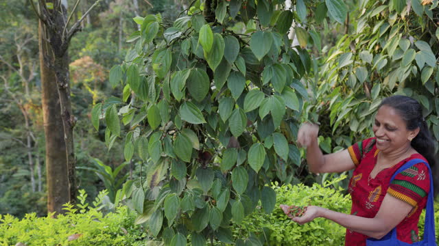 Indian woman collecting a fresh pepper on a plantation, Southern India