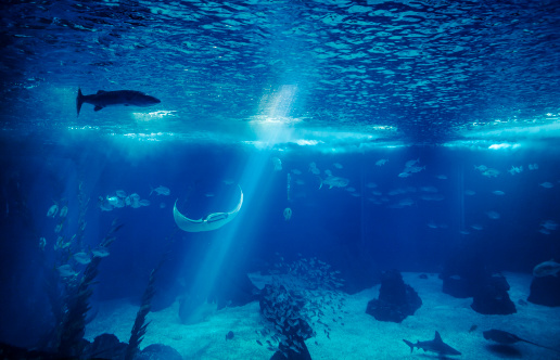 Fish in a big blue aquarium