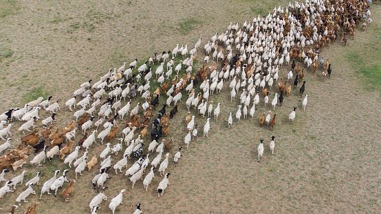 Drone photograph of sheep and goats in an open field in Mongolia.